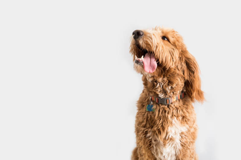 What's next in pet: Nextin's Dog Trends report reveals what owners want in pet products