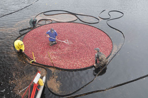 Whole-cranberry urinary health formula wins award for Healthy Ageing Ingredient of the Year 