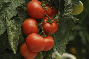 Why 2019 could be a tipping point for non-GMO in Asia
