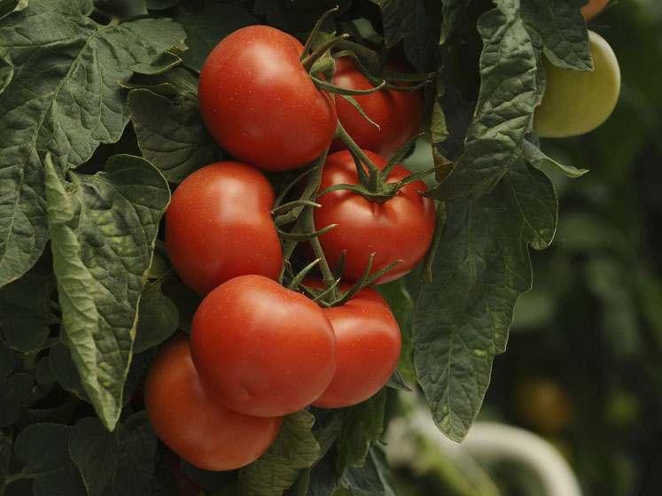 Why 2019 could be a tipping point for non-GMO in Asia
