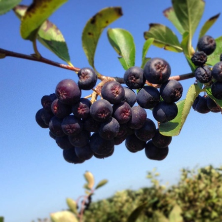 Wild berry extract may strengthen effectiveness of pancreatic cancer drug