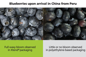 Xtend packaging retains the waxy bloom of blueberries