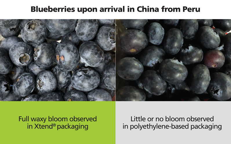 Xtend packaging retains the waxy bloom of blueberries