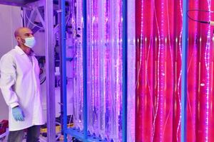 Yemoja creates customised microalgae platform