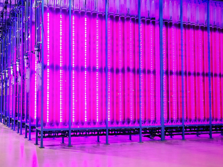 Yemoja opens sustainable microalgae production plant
