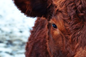 ZPD targets European nutraceutical industry with ScanDroitin 